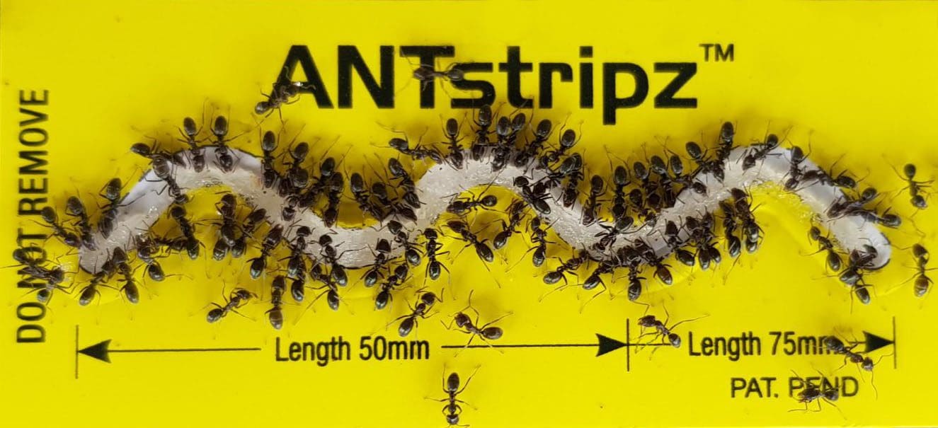 Sundew ANTstripz for professional ant gel placement