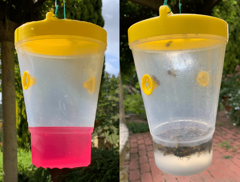 Sundew VESPEX Dominator Bottle Trap with VESPEX European Wasp Lure2