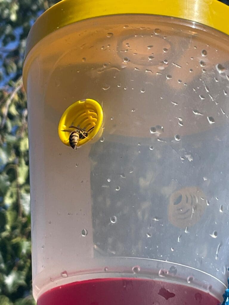 Sundew VESPEX Dominator Trap in Action_Tasmania Vineyard 2024